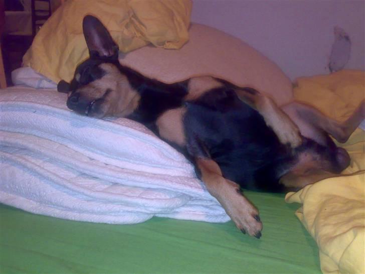 Dvaergpinscher Magnus - det kan være rigtig hårdt at rejse fra odense til falster  billede 5