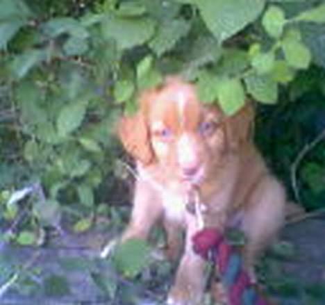 Nova scotia duck tolling retriever Cindy billede 6