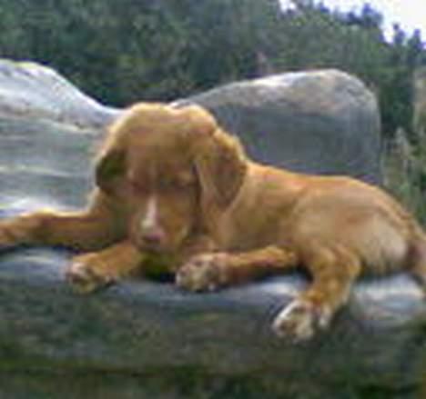Nova scotia duck tolling retriever Cindy - Cindy på dronningestolen billede 7