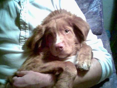 Nova scotia duck tolling retriever Cindy billede 8