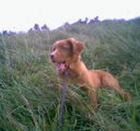 Nova scotia duck tolling retriever Cindy billede 9