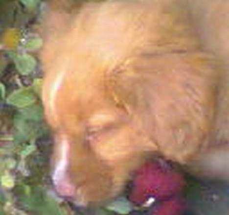 Nova scotia duck tolling retriever Cindy billede 10