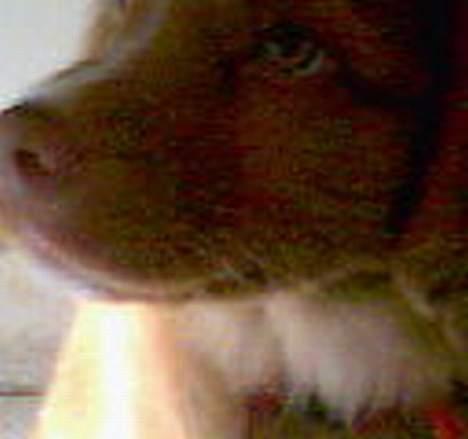 Nova scotia duck tolling retriever Cindy billede 11