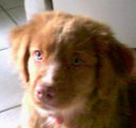 Nova scotia duck tolling retriever Cindy billede 12