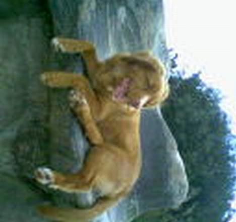 Nova scotia duck tolling retriever Cindy - Cindy på dronnningestolen billede 13