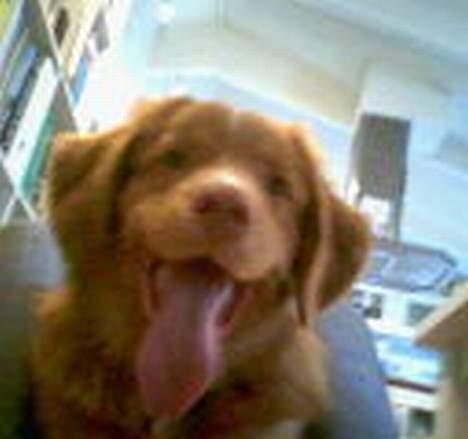 Nova scotia duck tolling retriever Cindy billede 14