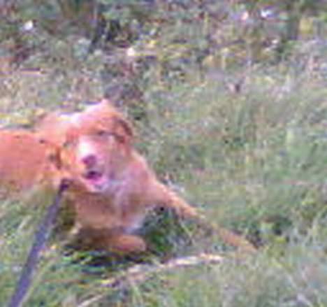 Nova scotia duck tolling retriever Cindy billede 15