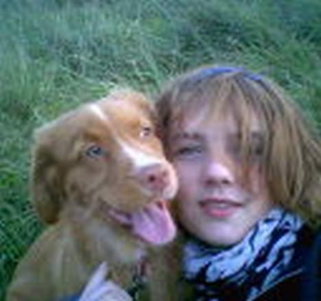 Nova scotia duck tolling retriever Cindy billede 16