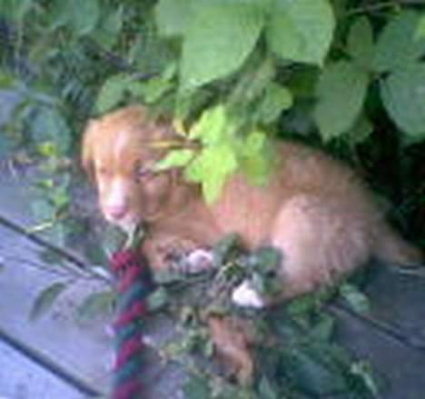 Nova scotia duck tolling retriever Cindy billede 17