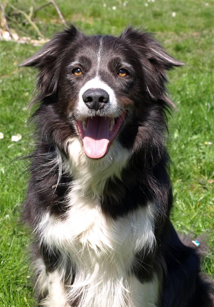 Border collie Rocky R.I.P. - smukke smukke Rocky......... nyt billede fra maj. 08 billede 6