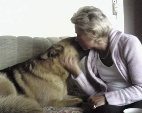 Schæferhund saco billede 12