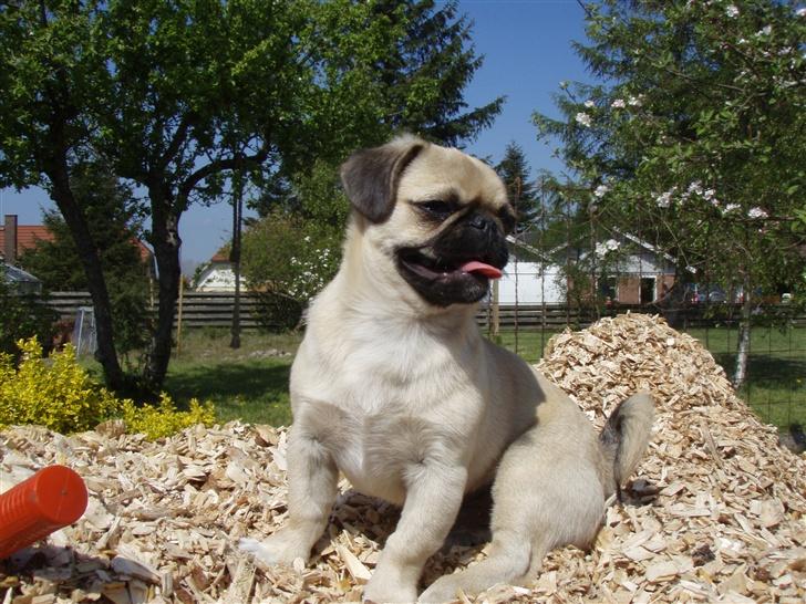 Blanding af racer Tyson (Mops/Tibber) - Tyson 21 uger gammel billede 1