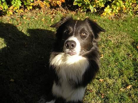Border collie Rocky R.I.P. - Er han ikke bare smuk  billede 7