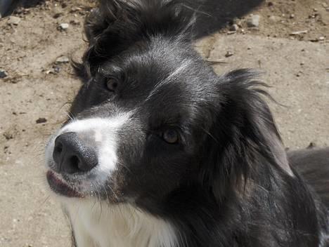 Border collie Rocky R.I.P. - skal vi lege billede 8