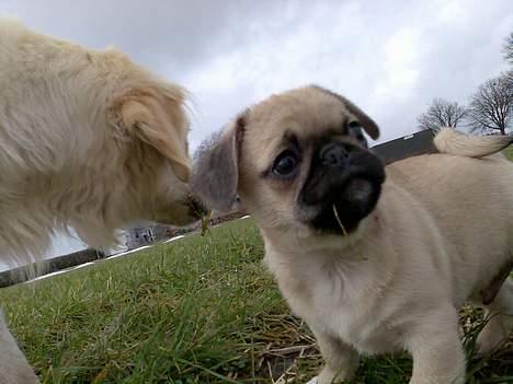 Blanding af racer Tyson (Mops/Tibber) - Tyson 12½ uger gammel og Chili billede 2