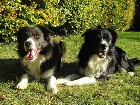Border collie Rocky R.I.P. - Her er Rocky sammen med hans smukke bror Freddy. billede 9