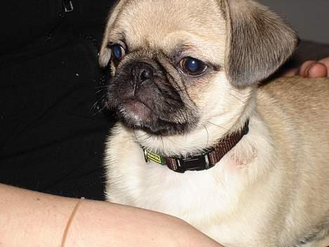 Blanding af racer Tyson (Mops/Tibber) - Tyson 12½ uger gammel billede 3