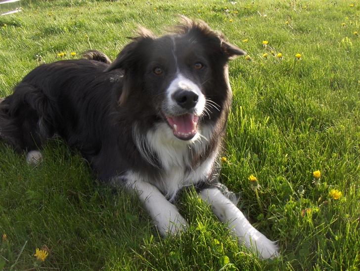 Border collie Rocky R.I.P. - Er han ikke bare dejlig... billede 10