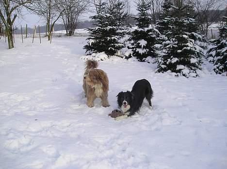 Border collie Rocky R.I.P. - Her er Rocky sammen med Bounty billede 11