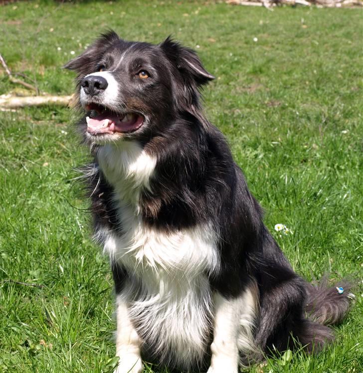 Border collie Rocky R.I.P. - Nyt  !!!!!     skal vi spille bold billede 12