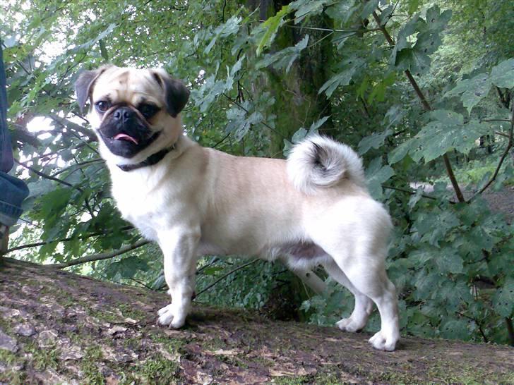 Blanding af racer Tyson (Mops/Tibber) billede 4