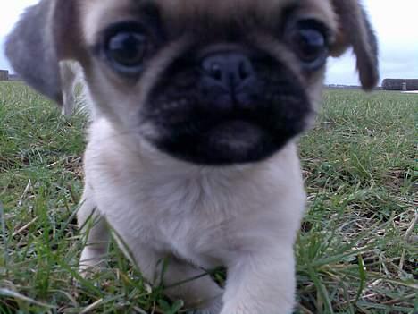 Blanding af racer Tyson (Mops/Tibber) - Closeup billede 5