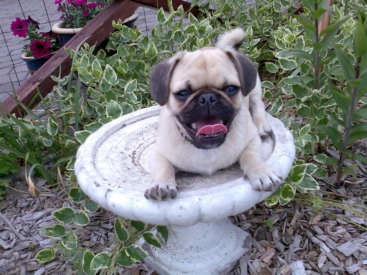 Blanding af racer Tyson (Mops/Tibber) billede 6