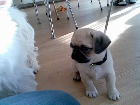 Blanding af racer Tyson (Mops/Tibber) billede 7