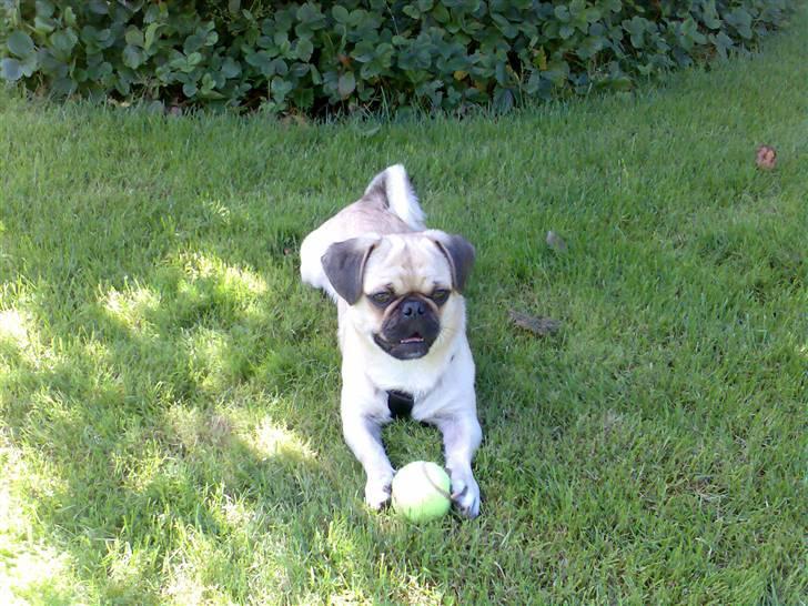 Blanding af racer Tyson (Mops/Tibber) billede 8