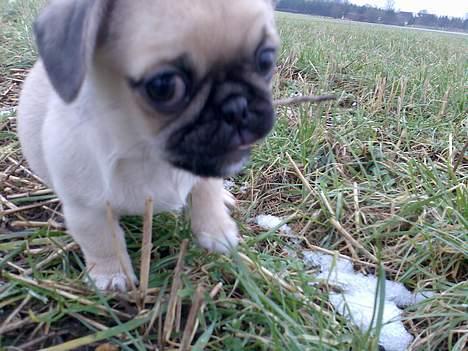 Blanding af racer Tyson (Mops/Tibber) billede 9