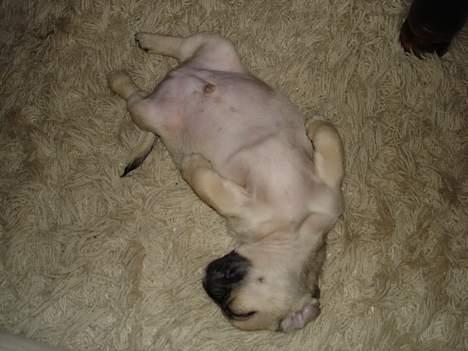 Blanding af racer Tyson (Mops/Tibber) - Sleepin´ beauty billede 10