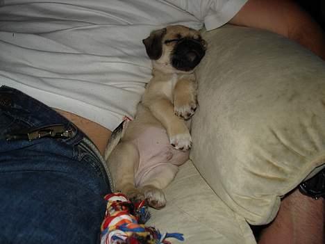 Blanding af racer Tyson (Mops/Tibber) billede 11