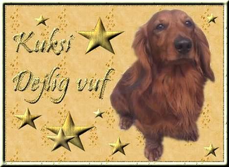 Dværggravhund Kuksi billede 18