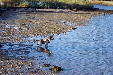 Petit basset griffon wendéen NUCKI billede 8