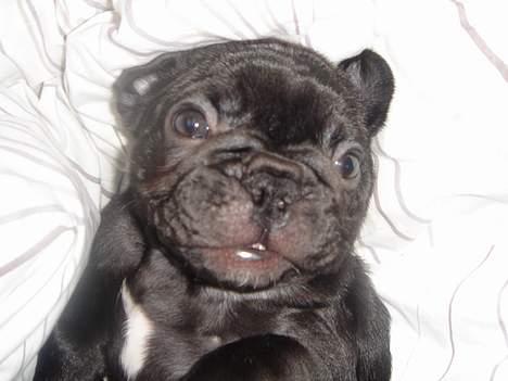 Fransk bulldog Helimo's Mocca billede 13