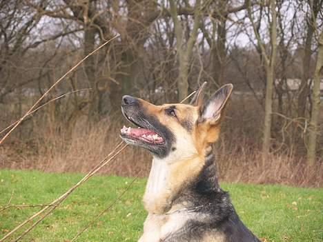 Schæferhund Sille (Zacho Rini) billede 7