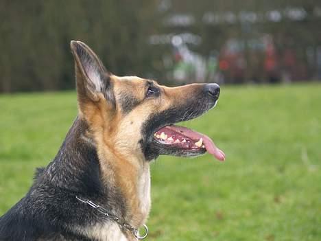 Schæferhund Sille (Zacho Rini) billede 8