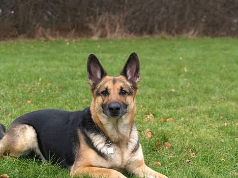 Schæferhund Sille (Zacho Rini) billede 9