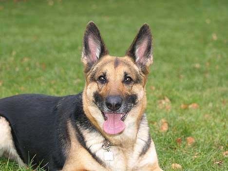 Schæferhund Sille (Zacho Rini) billede 10