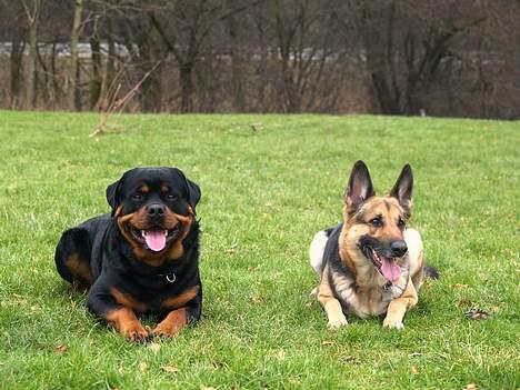 Schæferhund Sille (Zacho Rini) billede 11