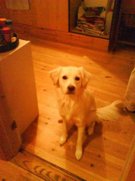 Golden retriever Zenta - Skal i nu tage billede igen. ? Jamen jeg kan da godt gøre mig dejlig billede 7