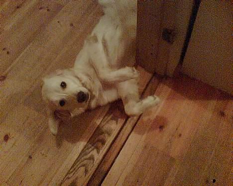 Golden retriever Zenta - Jeg lægger mig lige her, gør ikke noget vel. hmm billede 8