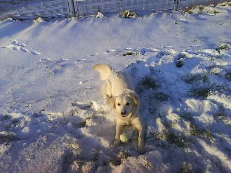 Golden retriever Zenta - Sneen har taget min bold jeg skal finde den... billede 9