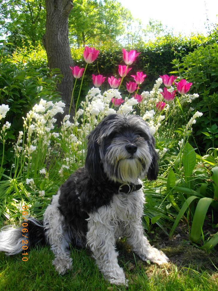 Løwchen Max - Marts 2007 billede 1