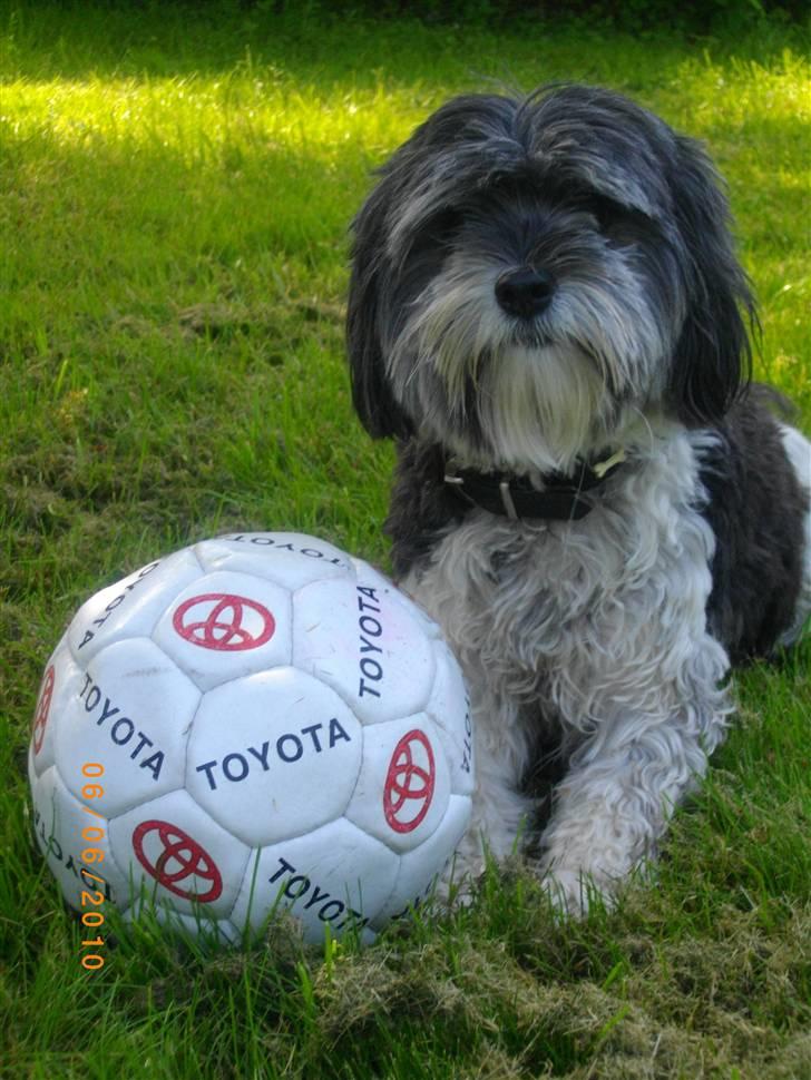 Løwchen Max - Marts 2007 billede 2