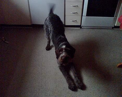 Ruhåret hønsehund Chivas Regal *savner dig* - Med rumpetten lige i vejret. Savner dig :( billede 1