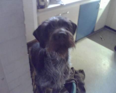 Ruhåret hønsehund Chivas Regal *savner dig* - Dejlige dreng billede 2