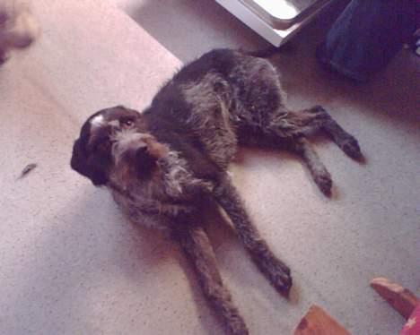 Ruhåret hønsehund Chivas Regal *savner dig* - Super skønne Chivas billede 3