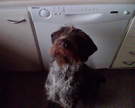 Ruhåret hønsehund Chivas Regal *savner dig* - De skønne øjne billede 4