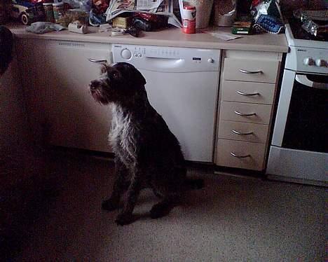 Ruhåret hønsehund Chivas Regal *savner dig* - Se hvor jeg kan sidde pænt billede 5